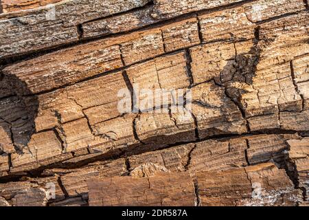 Old rotten wood with cracks and spore fungus. White mold on a wooden board. Pattern of mold on the wood, background or texture. Stock Photo