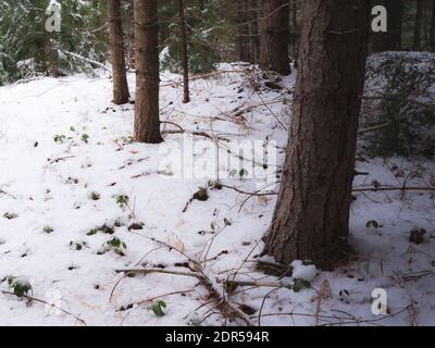 A snowy winter day in Massachusetts at the edge of an opening in the forest Stock Photo