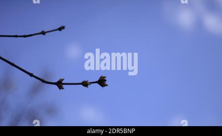 Branch of a tree with buds on a background of blue sky. Revitalizing nature in spring. Stock Photo