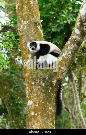 Black-and-white ruffed lemur (Varecia variegata), Palmarium Reserve, Madagascar. Stock Photo