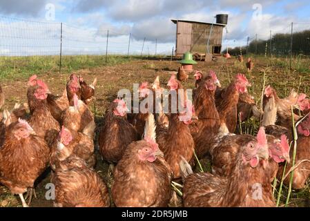 Flock of organic free range brown chickens feeding on a pasture with coop Stock Photo