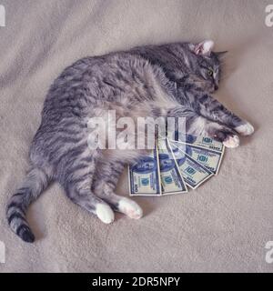 Fat cat with a big belly lies next to the money in usa dollars Stock Photo