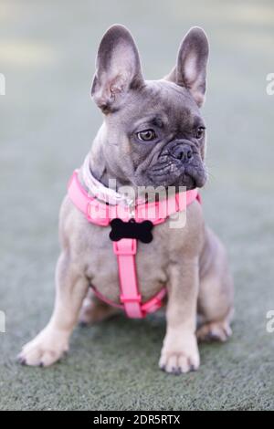 4-Months-Old blue sable French Bulldog female puppy sitting and looking away. Stock Photo