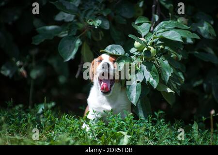 Jack Russell Terrier white-red puppy hiding under an apple branch and yawning Stock Photo