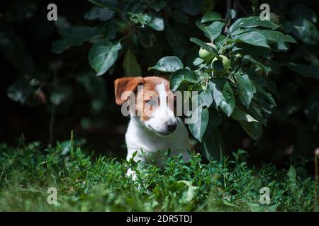 Jack Russell Terrier white-red puppy hiding under an apple branch Stock Photo