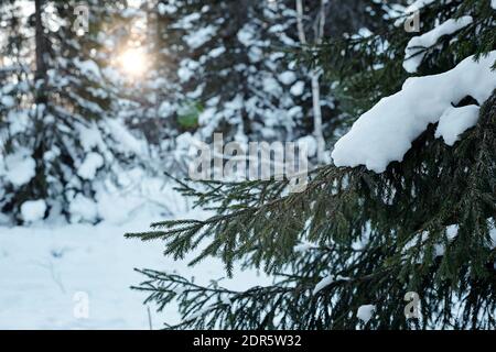 Evergreen coniferous branch of firtrees covered with snow growing among other trees in the forest with sun shining between them on winter day Stock Photo