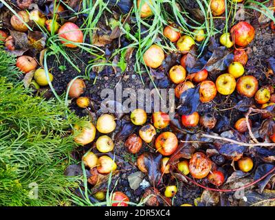 Fallen apples that are overripe and rot in the garden on the ground. Stock Photo
