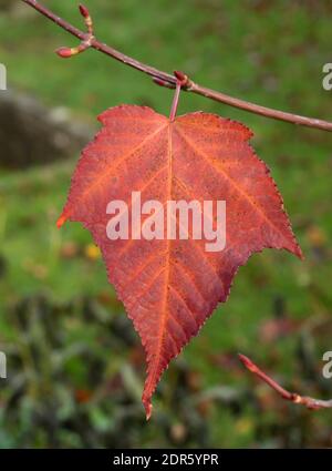 Single leaf of Snakebark Maple, Acer davidii, in Autumn, Worcestershire, UK. Stock Photo