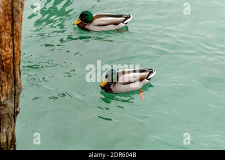 Wild duck of Lake Garda in winter. Low temperatures make them slow and quieter. Stock Photo