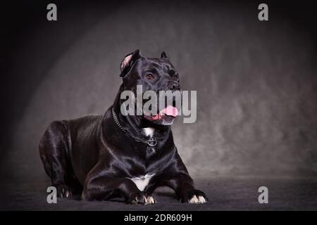 Kane-korso is a breed of dogs, one of the oldest representatives of the  Molossian group. Ancient Roman fighting dogs are considered official  ancestors Stock Photo - Alamy