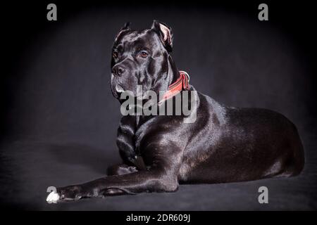 Kane-korso is a breed of dogs, one of the oldest representatives of the  Molossian group. Ancient Roman fighting dogs are considered official  ancestors Stock Photo - Alamy