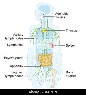 Illustration showing parts of the human immune system Stock Photo - Alamy