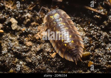 Close up of a common woodlouse, Oniscus asellus, adorned with yellow spots Stock Photo