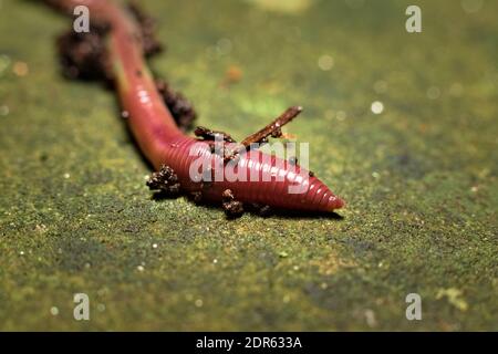Earthworm, lumbricina, crawling a long a green moss covered stone Stock Photo