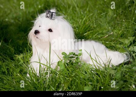 are maltese dogs affectionate