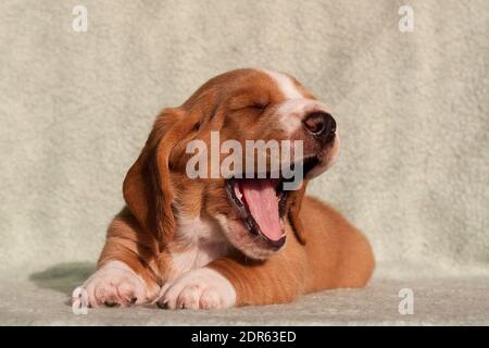 Photo of a white and red basset hound puppy indoors, yawning Stock Photo