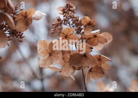 Wild hydrangea (Hydrangea arborescens) in winter, brown and dried, looking quite lovely. Ottawa, Ontario, Canada. Stock Photo