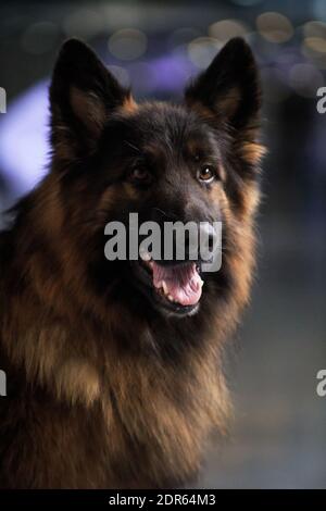 Big fluffy german outlet shepherd