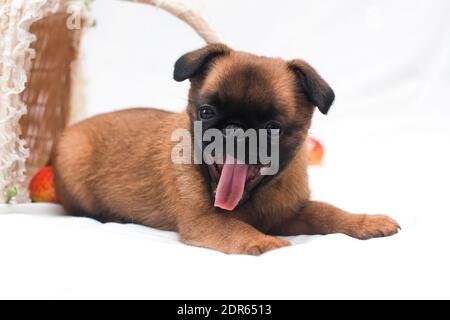 Petit-Brabancon, or Small Brabancon, or Brabant Griffon, or Smooth Griffon, is a breed of decorative dogs bred in Belgium. Belongs to small Belgian do Stock Photo