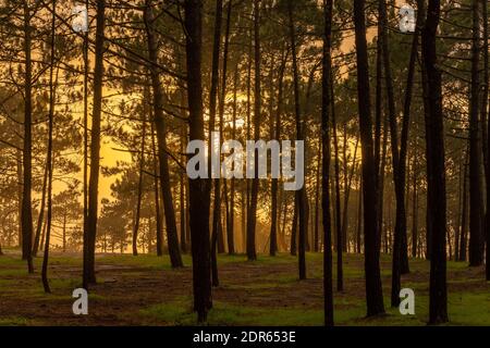 View of beautiful warm golden sunlight shining through a dense forest in the evening Stock Photo