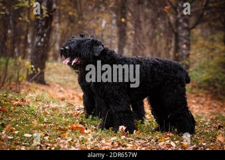 Large 2025 black terrier