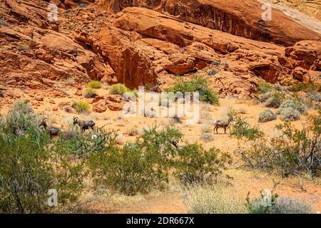 Desert Bighorn Sheep at Valley of Fire State Park in Clark County, Nevada. Stock Photo