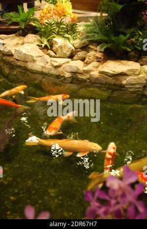 Goldfish in a small indoor pond Stock Photo