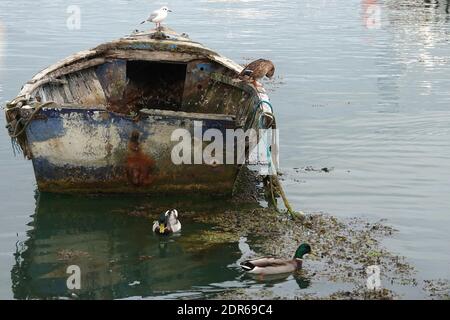 A neglected, old, small wooden rowing boat, rotting and rusting, with birds resting on it