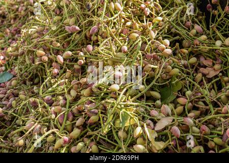 Raw pistachio nuts cultivated recently, Gaziantep City, Turkey. Traditional dry nuts, as also known Antep Fistigi in Turkish Stock Photo