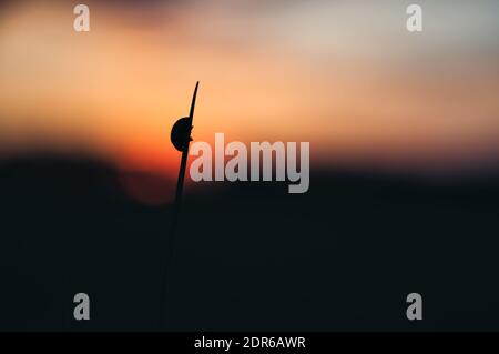 Silhouette of a ladybug (Coccinella septempunctata) crawling on a blade of grass. In the background is a sunset and a colorful sky. Stock Photo