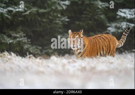 Siberian tiger (female, panthera tigris altaica), side view. A dangerous beast in its natural habitat. In the forest in winter, it is snow and cold. Stock Photo