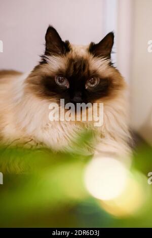 Long haired Burmese Siama cat Stock Photo - Alamy