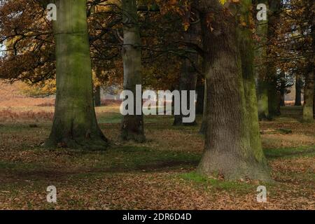 Woodlands Bushy Park London Stock Photo