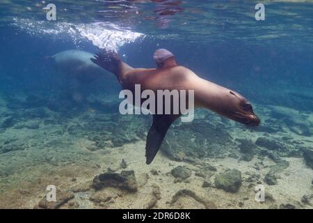 Galapagos sea lion (Zalophus wollebaeki) swimming, Pacific Ocean Stock Photo