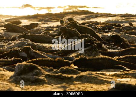 Group of Galapagos Marine Iguanas (Amblyrhynchus cristatus) silhouetted against the sun Stock Photo