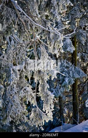 Winter Landscape Snow Frozen Forest Mummelsee Germany Stock Photo