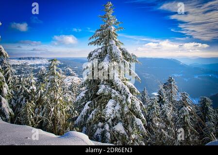 Winter Landscape Snow Frozen Forest Mummelsee Germany Stock Photo