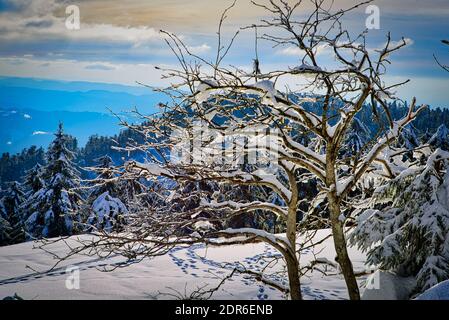 Winter Landscape Snow Frozen Forest Mummelsee Germany Stock Photo