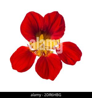 Red nasturtium flower isolated on white background Stock Photo