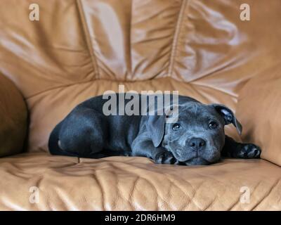 Puppy of Staffordshire Bull Terrier Lying Down on Brown Leather Sofa in the Living Room. Cute Small Staff Bull Dog Resting on Couch. Stock Photo