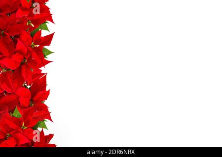 Floral border. Christmas red flower on white background Stock Photo