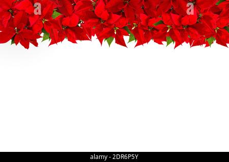 Christmas red flower poinsettia floral template background Stock Photo