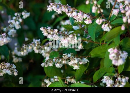 Deutzia scabra bush in bloom Stock Photo