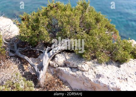 Natural bonsai on the rocks of Cyprus. From yamadori juniper. Stock Photo