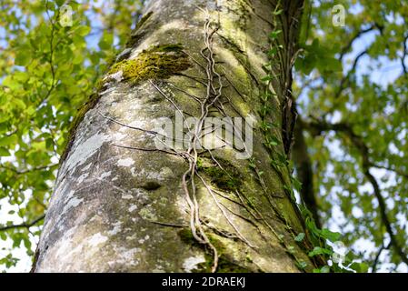 The vines growing on a tree trunk in the forest Stock Photo
