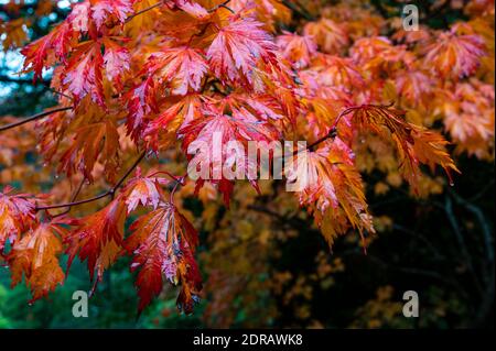 orange, yellow and red Japanese maple leaves on a rainy day Stock Photo