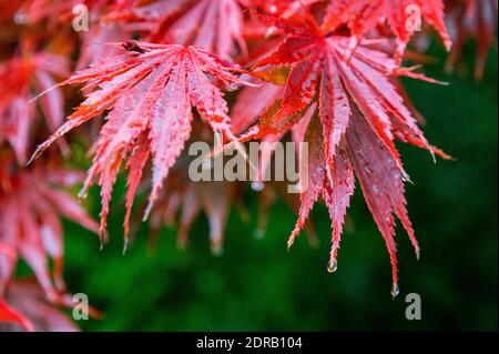 rain drops on red Japanese maple leaves Stock Photo