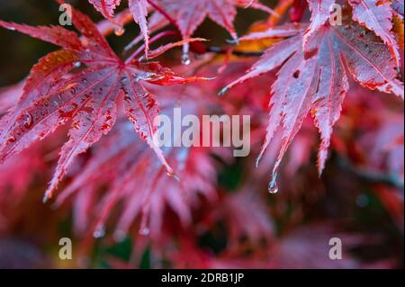 rain drops on red Japanese maple leaves Stock Photo