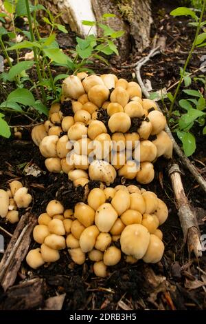 A cluster of Mica Ink Cap Mushrooms (Coprinellus micaceus} growing at the base of a black cottonwood tree, in a wooded area, along the lower end of Ca Stock Photo