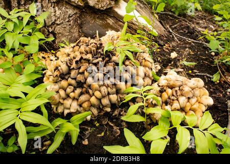 A cluster of Mica Ink Cap Mushrooms (Coprinellus micaceus} growing at the base of a black cottonwood tree, in a wooded area, along the lower end of Ca Stock Photo